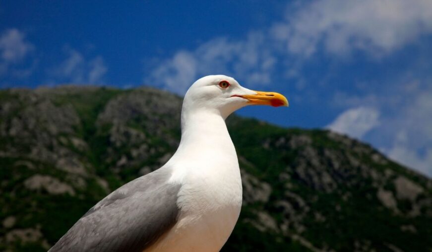 Seagulls Shez Hough